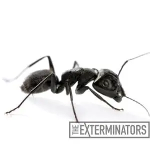 carpenter ant control brooklin